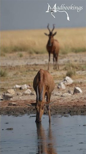 Red hartebeest in Etosha National Park, Namibia.