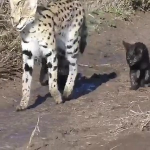 Black Magic in Namiri Plains from Asilia Africa ‼️ EXCLUSIVE: Manja (the melanistic serval first spotted at Namiri Plains in 2019 by Asilia guide and naturalist of the same name) and his mate have produced melanistic serval kittens! Melanism is carried by a recessive gene again, so there was no guarantee that Manja's partner would produce black kittens. #Melanism in servals primarily occurs in East Africa, particularly in the highland regions over 2,000m, which is what makes Manja and his kitten