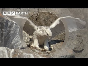 BBC Earth: A Baby Falcon's First Flight