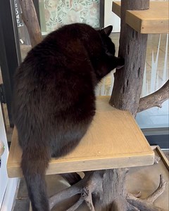 Our handyman built us the most amazing cat trees and to add to the enrichment he included treat pockets! Our cats love “hunting” for their cat candy! | Pet and Wildlife Rescue