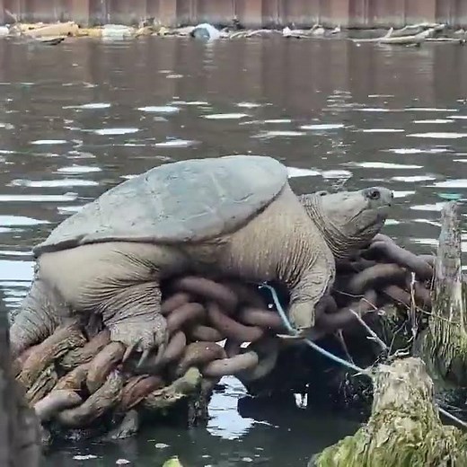 Meet ‘Chonkosaurus,’ the Chicago River’s massive, fat snapping turtle