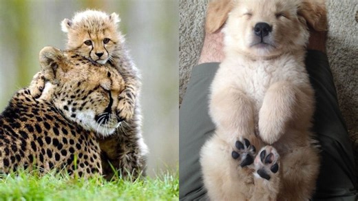 Heartwarming Animal Moments That Bring Joy