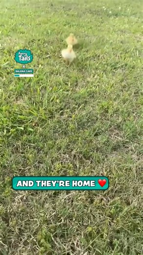 They come in a Happy Meal box?! 😂🦆 | Furry Tails