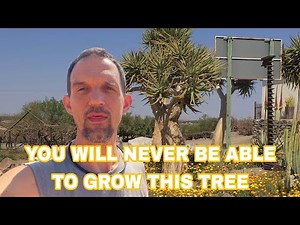 Quiver Tree in Natural Habitat