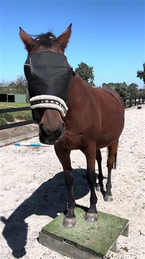 Clicker trained horses - no pressure required