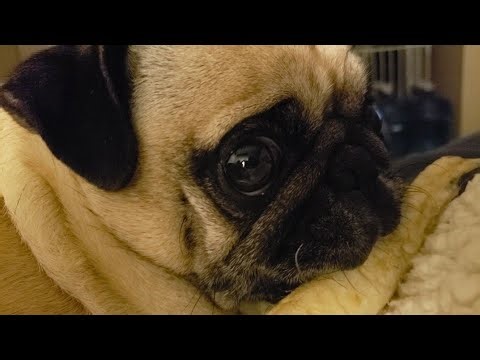 Beatrice the very angry pug guarding her chew. Rare reveal Pug curse words at the end! #angrypug