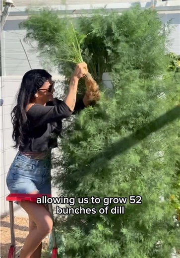 Maximizing Dill Yield with Aeroponic Towers