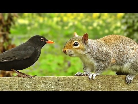 Movies for Cats to Watch - Birds and Squirrels in A Beautiful Place
