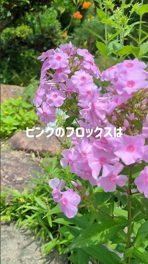 フロックス～2本だけ助かりました#花 #flowers #フロックス