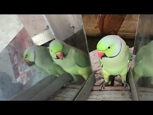 Why Do Baby Parrots Bite? How Parrot voices