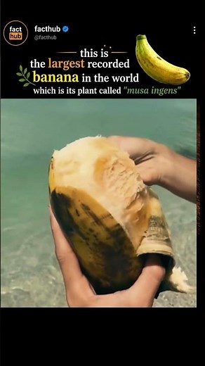 🍌 The World’s Largest Banana? 🌎