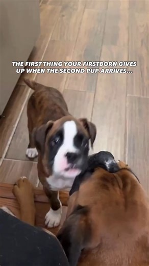 Boxer Dog on Instagram: "Things change when the new kid arrives… 😂 Credit @oddie.and.tyson❤️ #boxerdog #boxersofinstagram #funnydogs #dogsofinstagram #boxerpuppy #boxers #funnydogvideos #doglover #boxerlove #puppylove #boxerbrothers #dogbrothers"