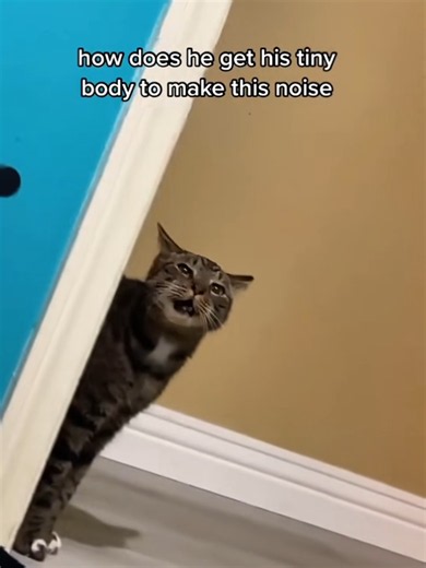 Strange Cat Meow: Funny Cat Sounds Compilation