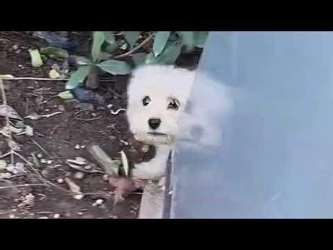 Feisty stray pup wouldn't let me near—rescue took patience. But the twist? ...