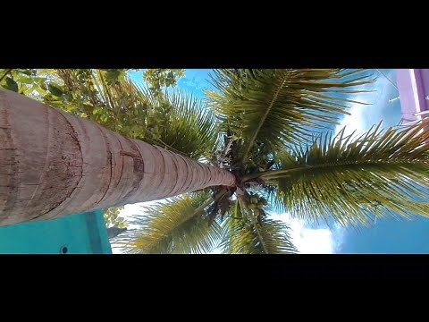 Samsung Galaxy S20 FE - Cinematic Video | Camera Zoom Test