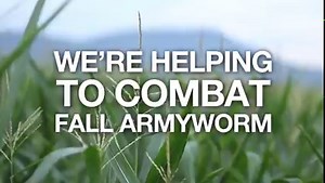 The #FallArmyworm can cause significant damage to crops – this #pest...