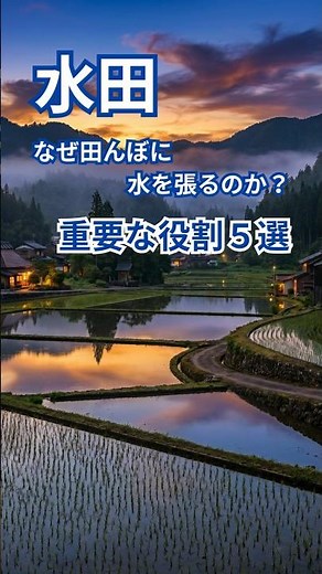 なぜ田んぼに水を張るのか？水の重要な役割５選#雑学 #日常 #日本の文化