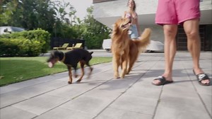 Luna’s 7th birthday bash: Epic dog pool party & bouncy castle fun!