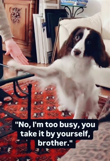 Dramatic Dogs Doing the Unexpected