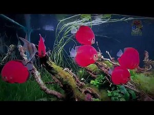 A new Video. Red Golden Diamond Discus and Altum. Henri Ang Yao Yi