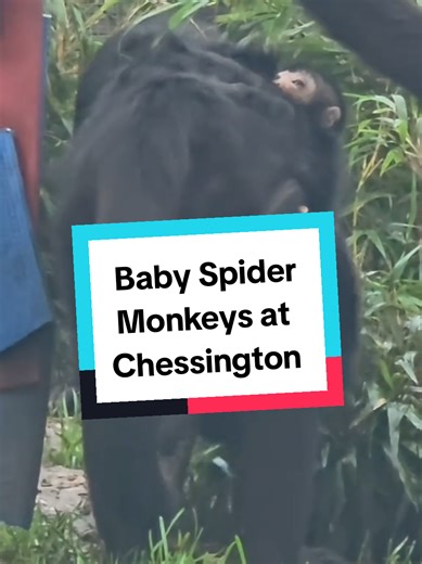 2 baby Spider Monkeys at Chessington! @Chessington World ofAdventures #zoo #chessington #themepark #spidermonkey #merlin