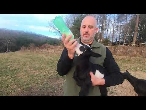 My goat doesn't have milk! WHAT DO I DO? This video explains how to feed baby fainting goats.