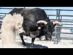 Big Black Takes His Final Bow: Beloved PBR Bull Retires