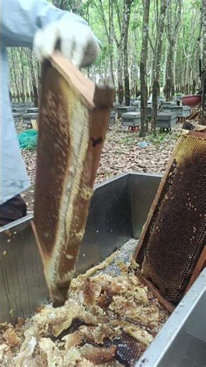 Lots of water too. #ihavethisthingwithplants #honeybeesting #beekeeper #honey #beefeater #bee
