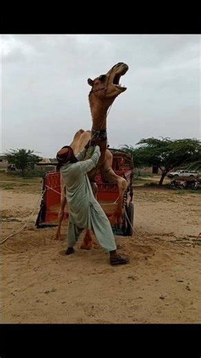 A Fighting and Screaming Male Camel Shocks Everyone in the Desert