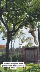 5.6K views · 48 reactions | If I flip like this, will I get vestibular disorders when I get old | Kira.iq | Facebook