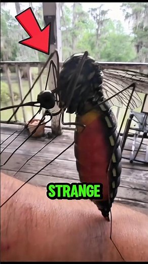 MOSQUITO 🦟 Under the Microscope 😱🔬 #mosquito #microscopediscovery #scienceshorts