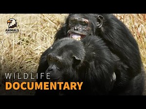 9 Chimpanzee Behaviors That WILL FREAK You Out | Wildlife Documentary