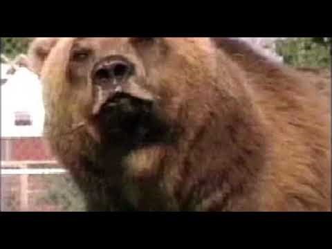 Drew & Mike talk to David Irving, a man who owns a home that a black bear entered to chase his dog!