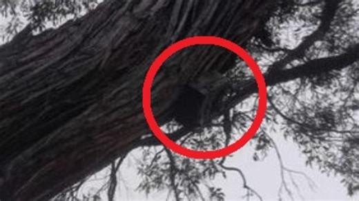 ‘Tracked’: Disturbing find in Aussie tree