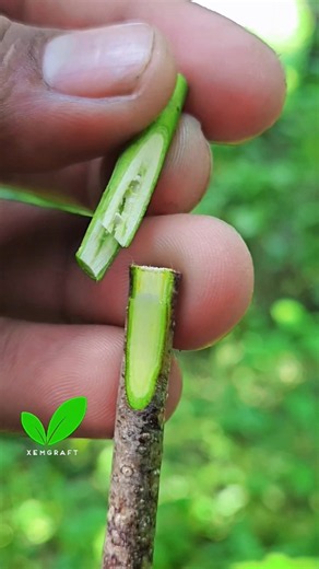 Peach Grafting Easy-professional grafting Techniques-Peach Tree #satisfying #bushcraft #diy