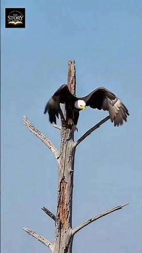 Python Attacks Hen With Chicks 😱 | Eagle’s Heroic Strike & Crocodile Shocks at The End 🐍🦅🐊