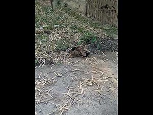 Duck and chicken mating best compilation