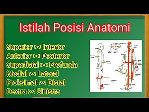 Anatomical Position Terms in Medicine