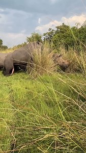 1.6K views · 2.4K reactions | 憐✨ Happiness Moments at Ziwa Rhino...