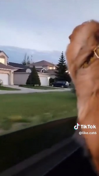 Funny Dog Playing with a Ball
