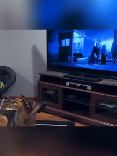 The howling chain reaction is real 🐺🔊 Who started it anyway?! #howling #dogsoftiktok #funnydog #dogreaction #samoyed #mayapolarbear