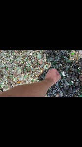 233K views · 6K reactions | Sea Coins Hidden Like Easter Eggs in the Surf諸 | LC's Glass | Facebook