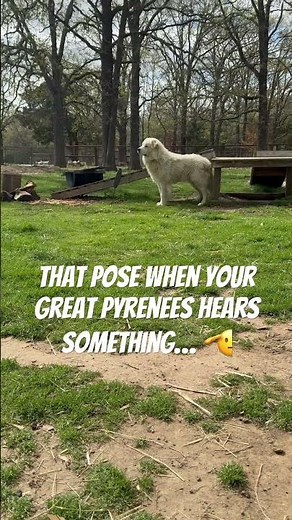 Great Pyrenees Stands At Attention #livestockguardiandog #workingdogs #greatpyrenees #lgd #goatfarm