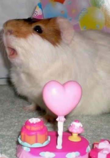 Cute Guinea Pigs Squeaking Compilation | Guinea Pigs Of TikTok
