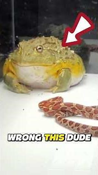 TOP 5 SCARIEST FROGS in the WORLD 🐸😱 (You Won’t Believe #5! #ScaryFrogs #Bullfrog #frog #top5