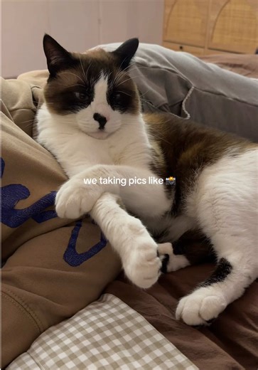 We taking pics like 📸🐈 #catsoftiktok #cattok #snowshoecat #cats #catlover