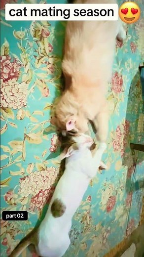 cats | female cat in heat meowing | cat mating season | kitten's first meeting