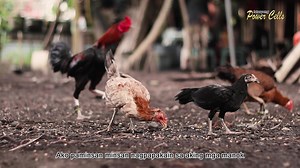 13 years nang gumagamit ng Power Cells Herbal Capsule si Mang Jolly Vidor. Kaya naman proud Lolo ito dahil may sapat na lakas pa para sa pamilya. Nagpapatunay sa kagandahan ng Power Cells Herbal Capsule hindi lang sa kanyang kalusugan maging ang magandang epekto nito sa kanyang responsibiledad bilang Asawa, Ama, at Lolo sa kanyang mga apo. #SandiganSi Lolo #ProudPowerCellsUser #KwentongPowerCells #DahilIkawAngSandigan #PowerCells | Power Cells