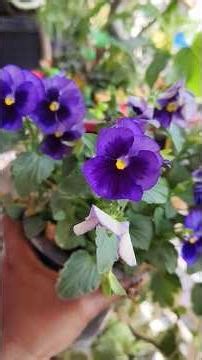 Pansy flower care #tamali #pansyflower #nature #garden #rooftop #balconygarden #wintergarden #viral