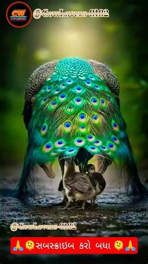 🦚ખુબ સુંદર મોર અને તેના નાના કિયુટ બંચા🦚#moralstories #reels#shortfeeds#youtubesearch#youtubeshorts